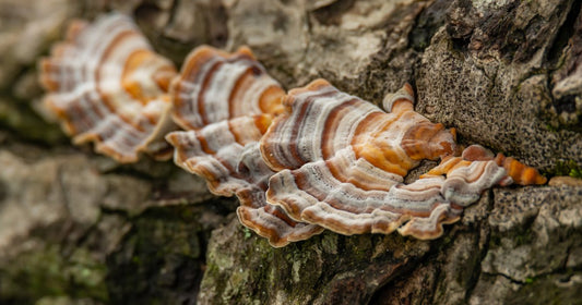 TURKEY TAIL MUSHROOM HELPS IN HEALING LUNG DISEASE AND CANCER